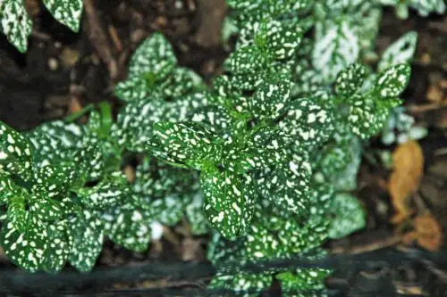 Polka Dot plants