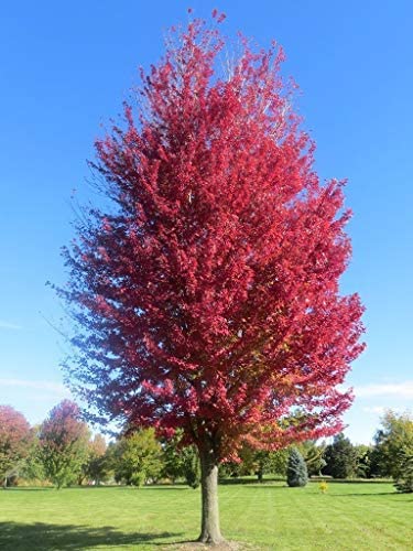 autumn blaze maple tree