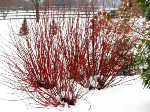 Red twig Dogwood