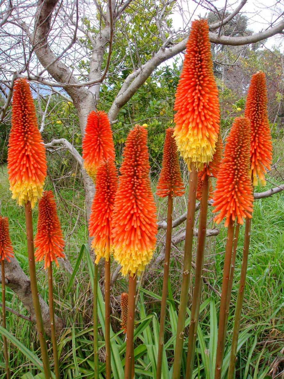 Kniphofia