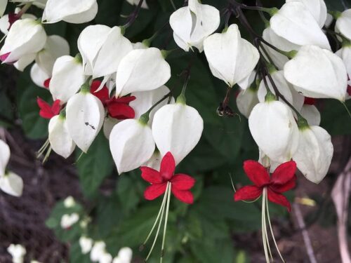 grow Bleeding Heart Vine