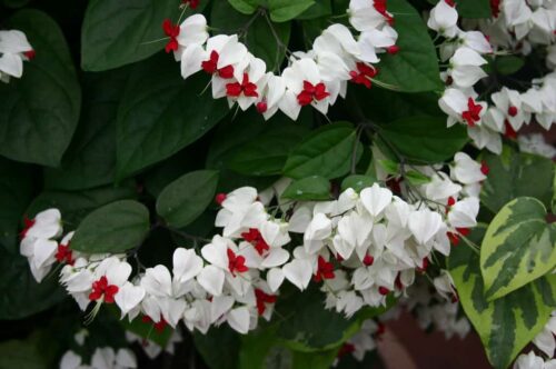 How to Grow Bleeding Heart Vine