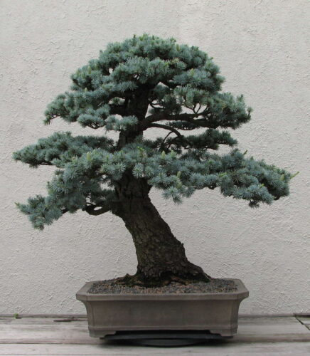 blue atlas cedar bonsai