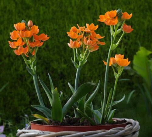 How to Grow Orange Star Plant