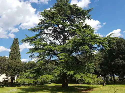 (Cedrus Atlantica) grow and care