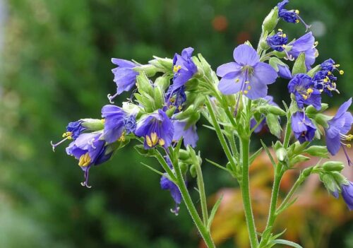 Jacob's Ladder Plant