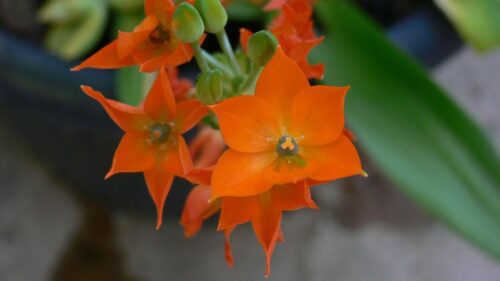 Ornithogalum dubium