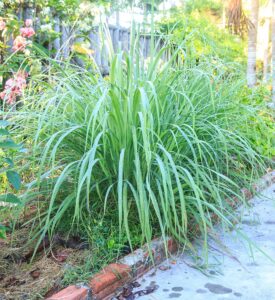 how to grow lemongrass