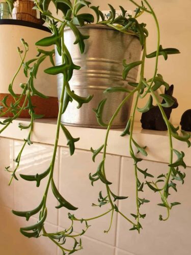 String of Dolphins (Senecio peregrinus)