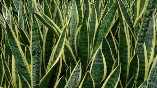 When to Water Snake Plant