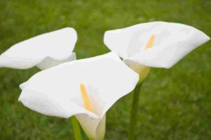 calla lily (Zantedeschia aethiopica)