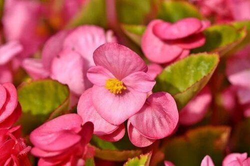 Begonias Plant