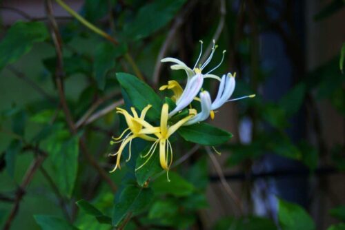 is honeysuckle poisonous to dogs