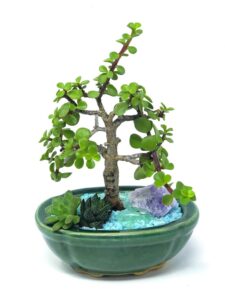 Jade Plant Care