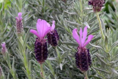 Does Spanish Lavender Spread