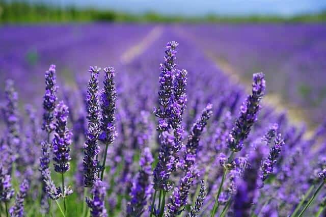 Lavender Plant Indoor Benefits