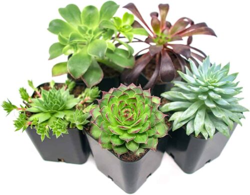 Best Fertilizer for Succulents