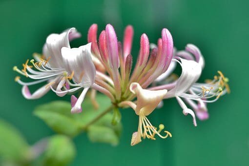 Honeysuckle sale vine grow care propagate pruning