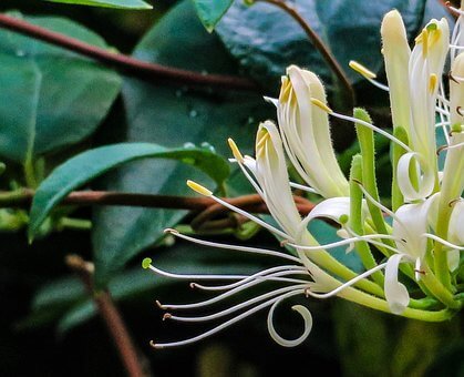 honeysuckle vine