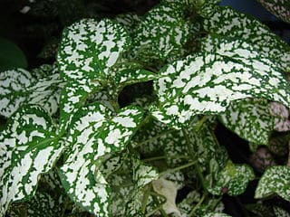 How to Prune Polka dot Plant - Trimming Hypoestes