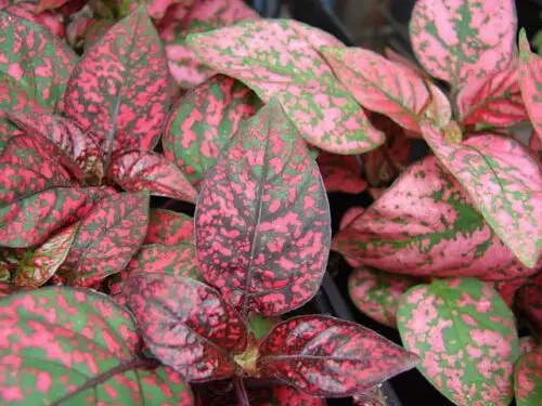 Hypoestes phyllostachya Pink Polka Dot Plant