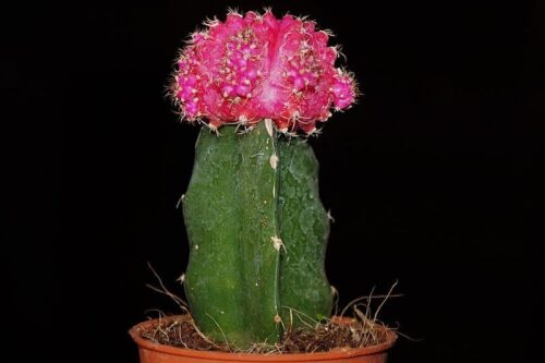 gymnocalycium mihanovichii Moon Cactus care growing