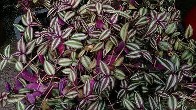 is wandering jew toxic to cats