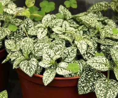 Polka Dot Plants Indoors