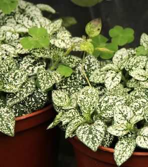 Polka Dot Plants Outdoors