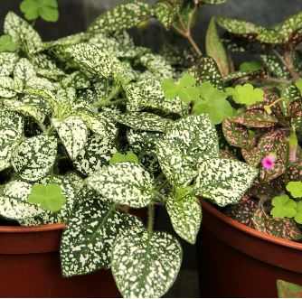 Polka dot plants