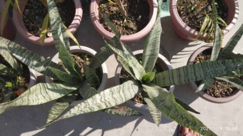 Snake Plant Flower - What Does It Mean(How Often Bloom?)
