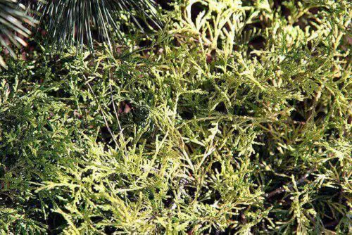 Golden Mop Cypress Turning Brown