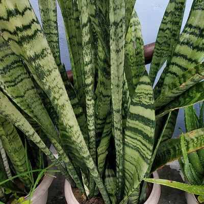 What does a snake plant symbolize