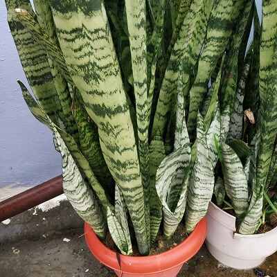 snake plant spiritual