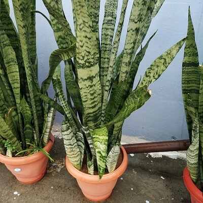 What are the benefits of snake plant?