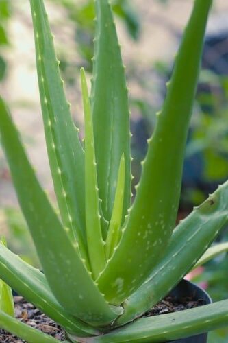 Best Potting Soil for Aloe Vera