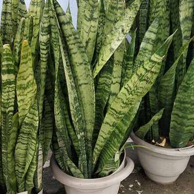 Snake Plant Spiritual Benefits