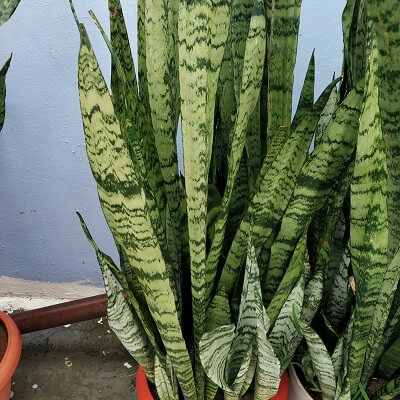 What does snake plant represent?