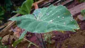 Elephant Ear Leaf Problems