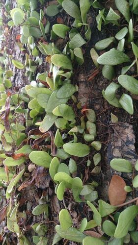 string of nickels propagation