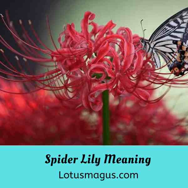 Spider Lily Meaning White Blue Pink Purple Black Symbolism