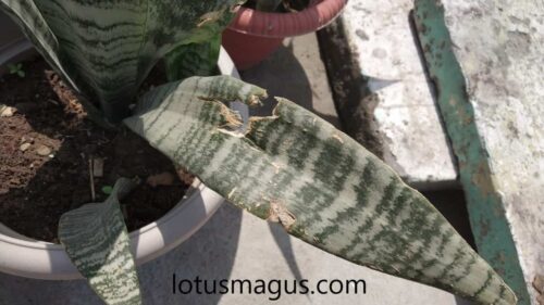 Snake Plant Brown Spots