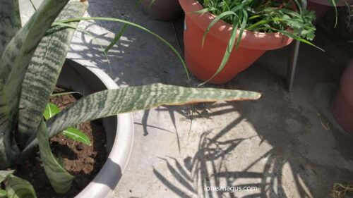 snake plant sunburn