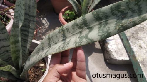 snake plant leaves folding