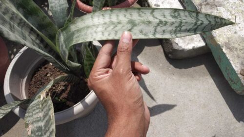 Snake Plant Leaves Bending