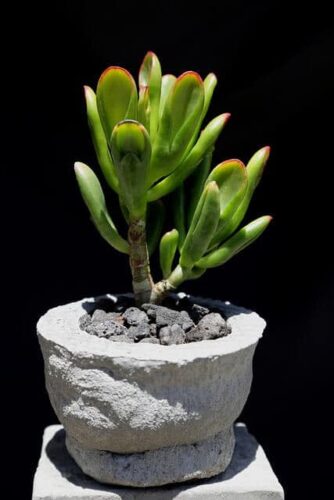 Jade Plant Leaves Falling off