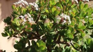 Jade plant flowers