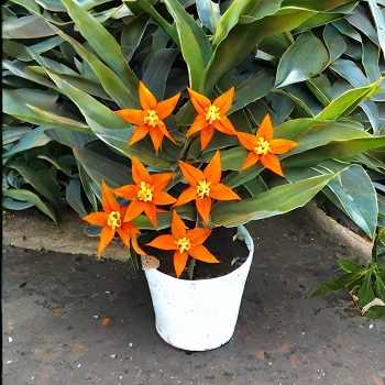 orange star plant toxic