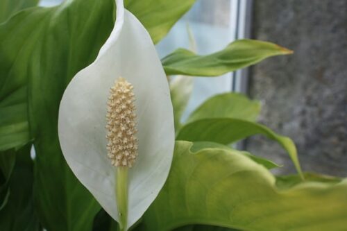 Peace lily Symbolism