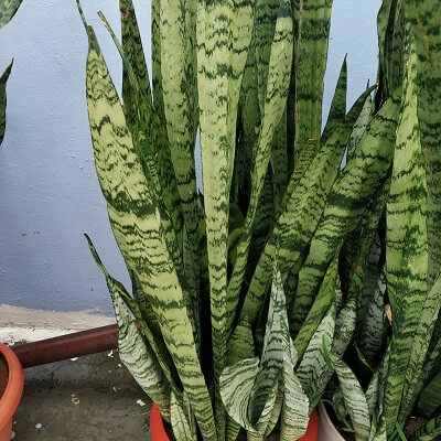 Do snake plants need deep pots?